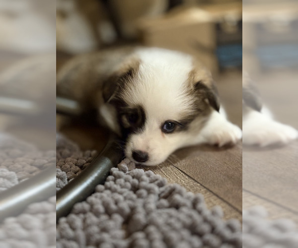 Medium Photo #1 Pembroke Welsh Corgi Puppy For Sale in REDKEY, IN, USA