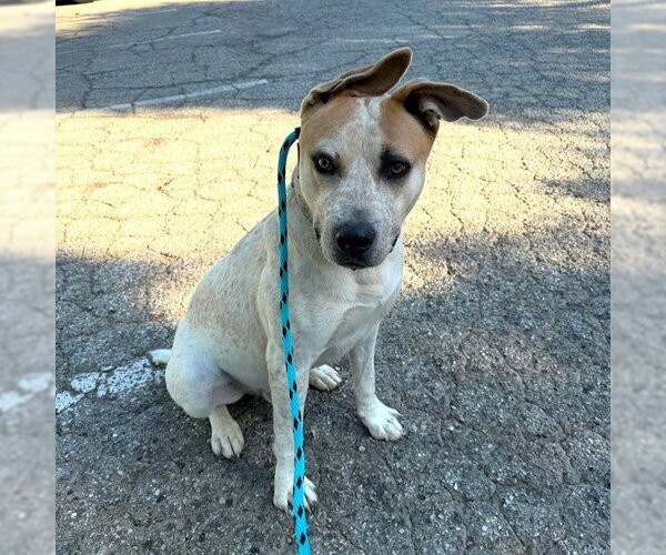 Medium Photo #4 Mutt Puppy For Sale in Long Beach, CA, USA