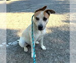 Small #3 Mutt