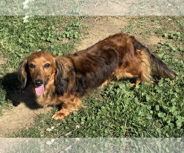 Medium Photo #1 Dachshund Puppy For Sale in Hesperia, CA, USA