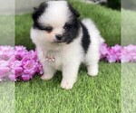 Small #10 Pomeranian