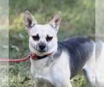 Bo Peep - Female Chihuahua Dog for Adoption - Small photo
