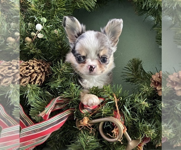 Medium Photo #3 Chihuahua Puppy For Sale in NEWVILLE, PA, USA