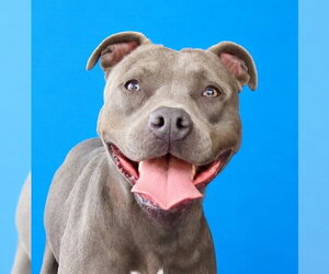 Mutt Dogs for adoption in Pasadena, CA, USA