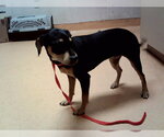 Small Mutt