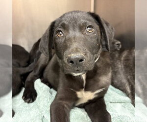 Labrador Retriever-Unknown Mix Dogs for adoption in Rancho Cucamonga, CA, USA