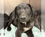 Small Labrador Retriever Mix
