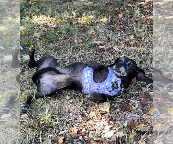 Medium Photo #3 Dachshund-Unknown Mix Puppy For Sale in Rockville, MD, USA