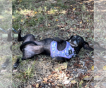 Small #2 Dachshund Mix