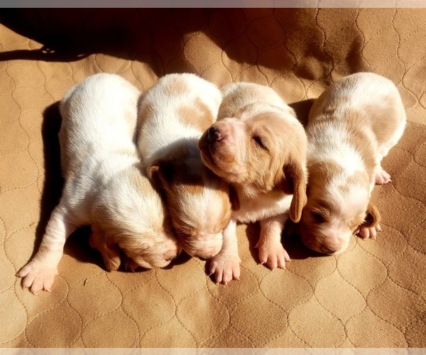 Medium Photo #2 Basset Hound Puppy For Sale in MOUNTAIN GROVE, MO, USA