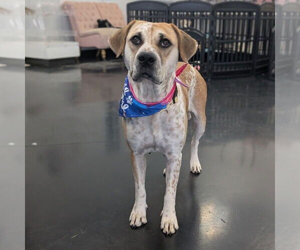 Medium Photo #10 Mutt Puppy For Sale in Vail, AZ, USA