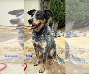 BEAN - Male Mutt Dog for Adoption - Photo #3