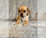 Small Photo #15 Puggle Puppy For Sale in LAKELAND, FL, USA