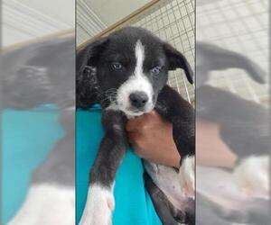 Labrador Retriever-Unknown Mix Dogs for adoption in Houston, TX, USA