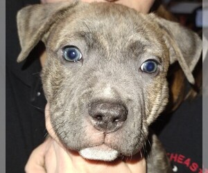 American Bully-American Pit Bull Terrier Mix Puppy for sale in BRATTLEBORO, VT, USA