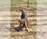 Small #11 Mutt