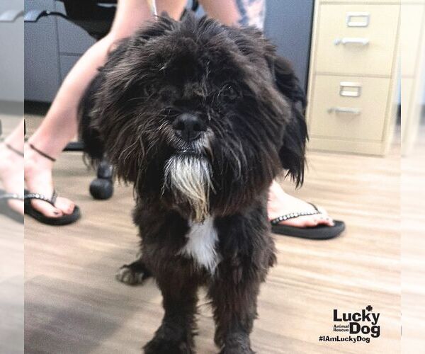 Medium Photo #2 Shih Tzu-Unknown Mix Puppy For Sale in Washington, DC, USA