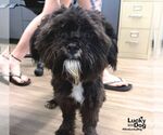 Small #1 Shih Tzu Mix