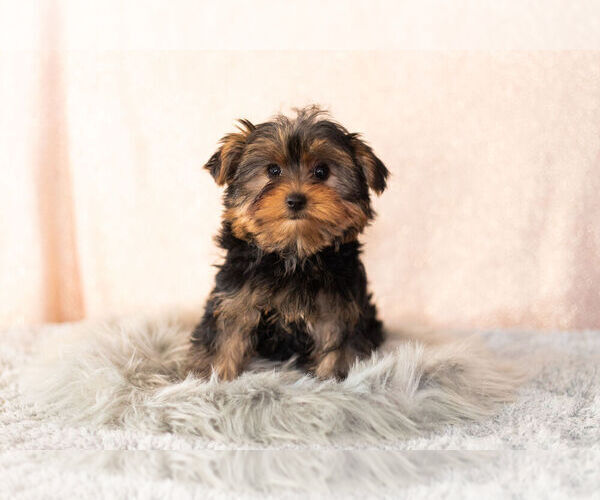 Medium Photo #13 Yorkshire Terrier Puppy For Sale in NAPPANEE, IN, USA