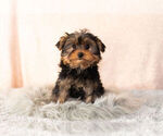Small Photo #13 Yorkshire Terrier Puppy For Sale in NAPPANEE, IN, USA