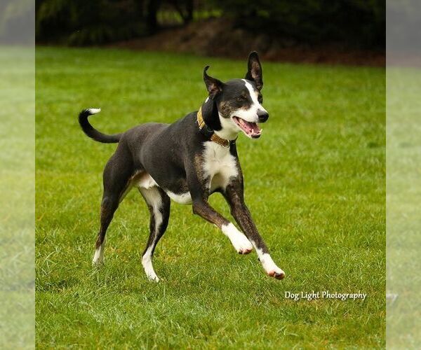 Medium Photo #5 Border Collie-Whippet Mix Puppy For Sale in Sequim, WA, USA