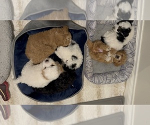 Havapoo Litter for sale in HUNTINGTON BEACH, CA, USA