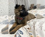 Small #9 German Shepherd Dog