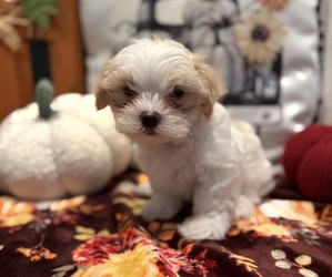 Maltese Puppy for sale in LA VISTA, NE, USA