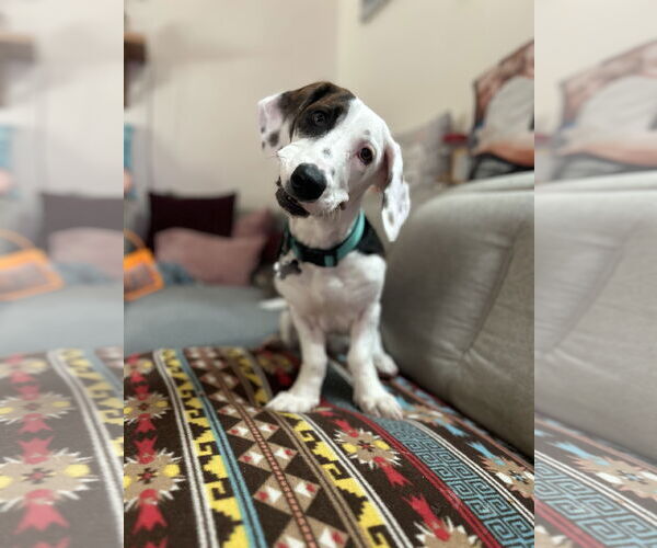 Medium Photo #1 Doxle Puppy For Sale in Fruitland, SC, USA