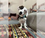 Small Doxle