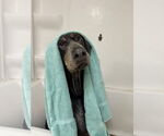 Small #3 Doberman Pinscher