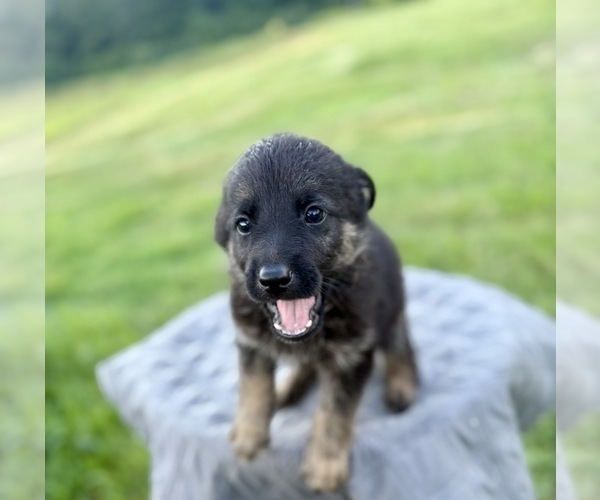 Medium Photo #33 German Shepherd Dog Puppy For Sale in SUMPTER TWP, MI, USA