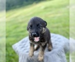 Small Photo #33 German Shepherd Dog Puppy For Sale in SUMPTER TWP, MI, USA