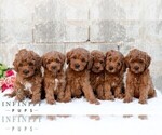 Small #1 Cavapoo (Miniature)