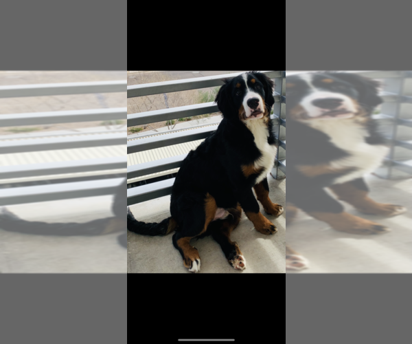 Medium Photo #1 Bernese Mountain Dog Puppy For Sale in PHOENIX, AZ, USA