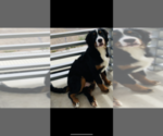 Small Photo #1 Bernese Mountain Dog Puppy For Sale in PHOENIX, AZ, USA