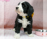 Small Photo #13 Bernedoodle (Miniature) Puppy For Sale in ROY, UT, USA