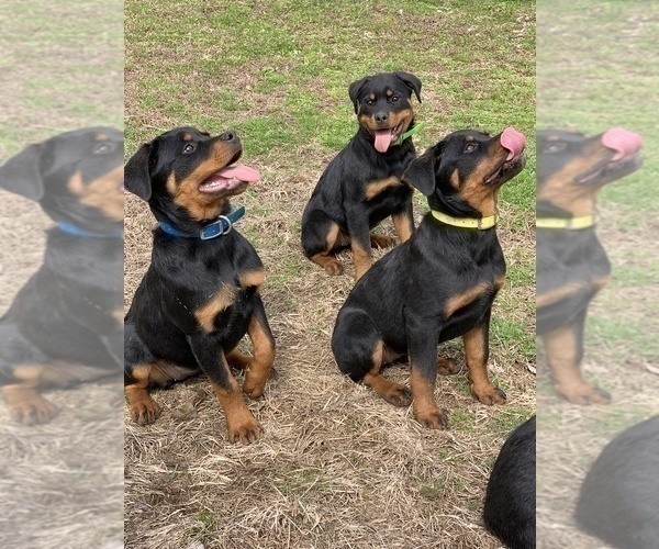 Medium Photo #39 Rottweiler Puppy For Sale in VONORE, TN, USA