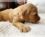 Small Photo #28 Goldendoodle Puppy For Sale in WOODLAND, AL, USA