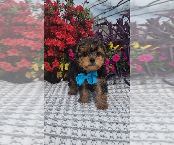 Medium Photo #1 Yorkshire Terrier Puppy For Sale in INDIANAPOLIS, IN, USA