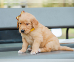 Small #4 Golden Retriever