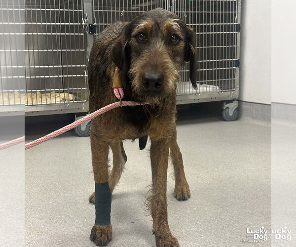 Medium Photo #2 Airedale Terrier-Unknown Mix Puppy For Sale in Washington, DC, USA