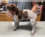 Small Photo #2 German Shorthaired Pointer Puppy For Sale in ALBEMARLE, NC, USA