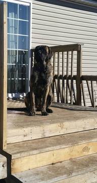 Medium Photo #1 Mastiff Puppy For Sale in WAKARUSA, KS, USA