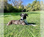 Elvira - Female Feist Terrier-Unknown Mix Dog for Adoption - Small photo