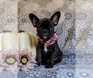 French Bulldog Puppy for sale in QUARRYVILLE, PA, USA