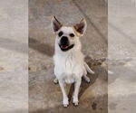 Small #1 Pembroke Welsh Corgi Mix