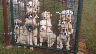 Anatolian Shepherd-Great Pyrenees Mix Puppy for sale in CALVIN, OK, USA