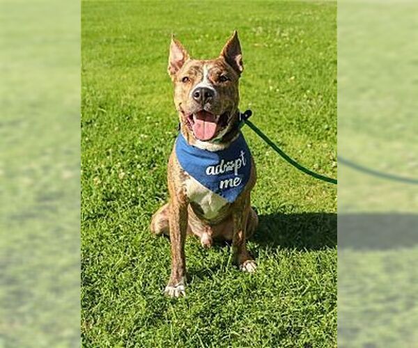 Medium Photo #2 Mutt Puppy For Sale in Dana Point, CA, USA