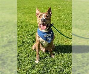 Mason Boy - Male Mutt Dog for Adoption - Photo #2